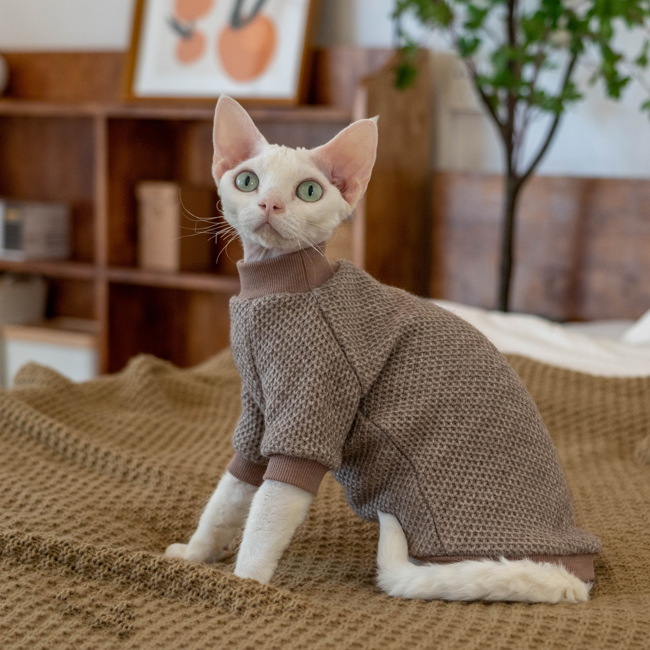 cute hairless cat in sweater