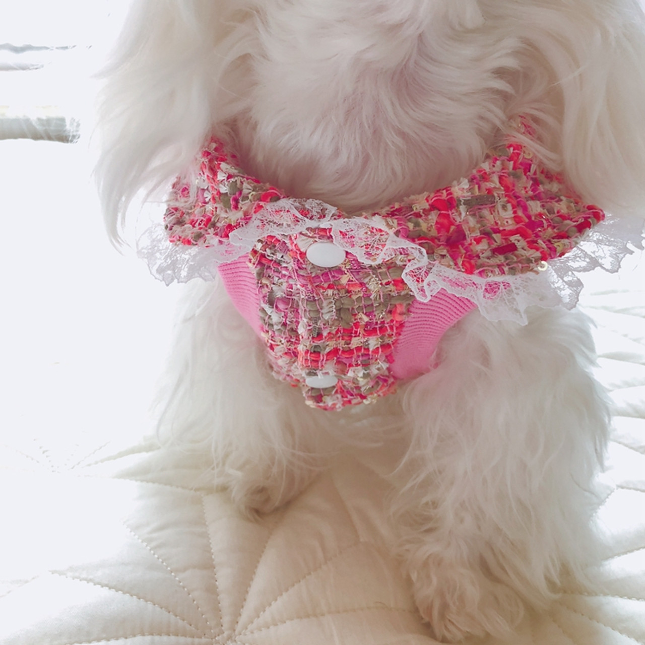 Chanel dog outfit, chanel dog dress