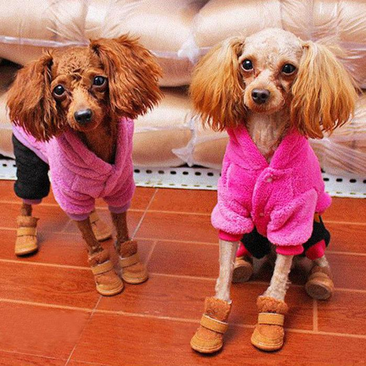 dog booties for chihuahuas