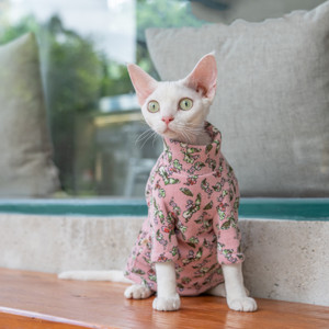 Dragon Li /Chinese Li Hua Hairless Cat Green Clothes Sphinx Teddy