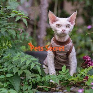 Dragon Li /Chinese Li Hua Hairless Cat Green Clothes Sphinx Teddy