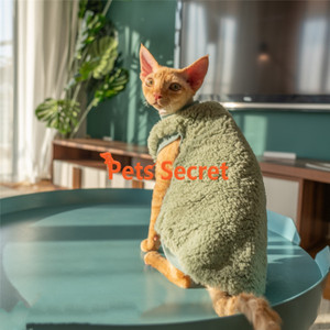 Dragon Li /Chinese Li Hua Hairless Cat Green Clothes Sphinx Teddy