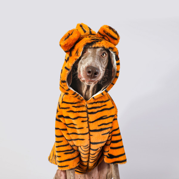 Tiger Large Dog Autumn And Winter Golden Retriever Pet Warm Clothes Cute Big Dog Labrador Windproof Clothes Pajamas