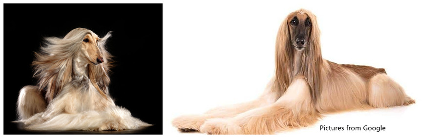 can a afghan hound and a american bulldog be friends
