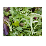 LETTUCE MESCLUN CASE 1.5KG