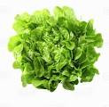 LETTUCE OAKLEAF GREEN EACH