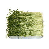 SNOWPEA SHOOTS 150g