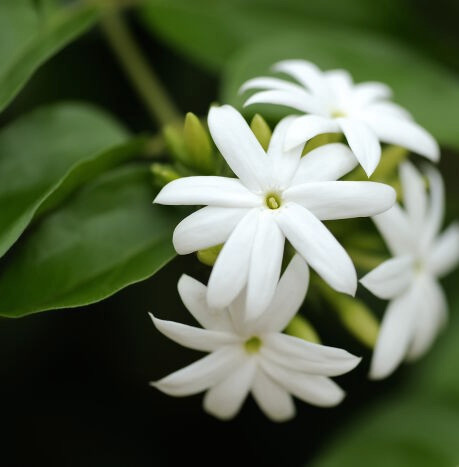 New - Ethiopia - Jasmine Meyer Lemon (依索比亞 - 茉莉梅爾檸檬）