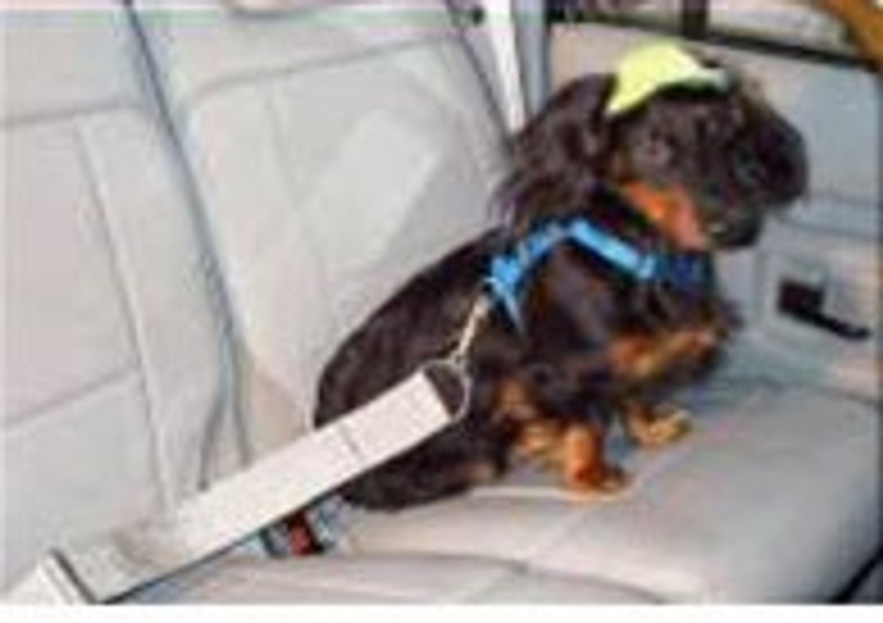 Dog Seatbelts