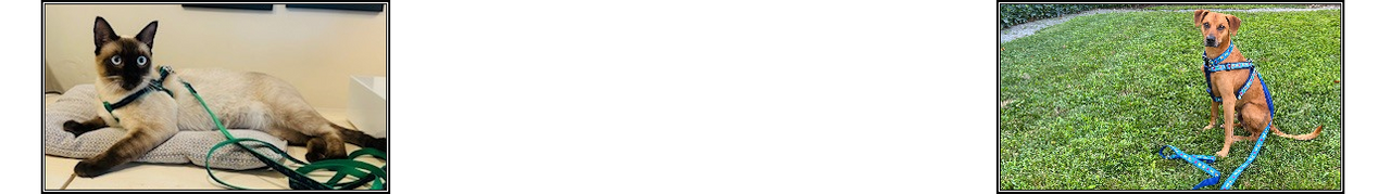 Collars, Leashes, & Harnesses