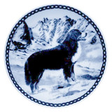 Bernese Mountain Dog dbp07226