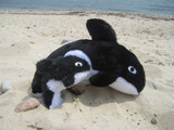 Ollie the Orca with Squeaker