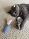 Kristy's Organic Catnip Mouse