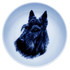 Scottish Terrier dbp75611