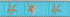 Starfish -- Aqua