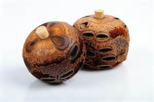 Banksia Mini Scent Pot