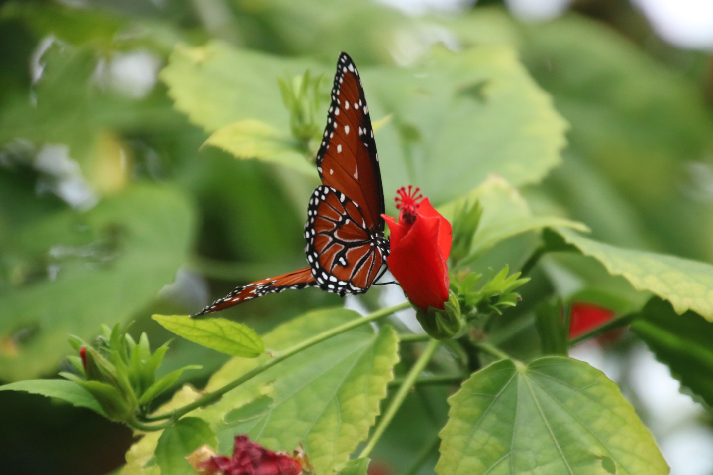 Pretty monarch heading to a flower
