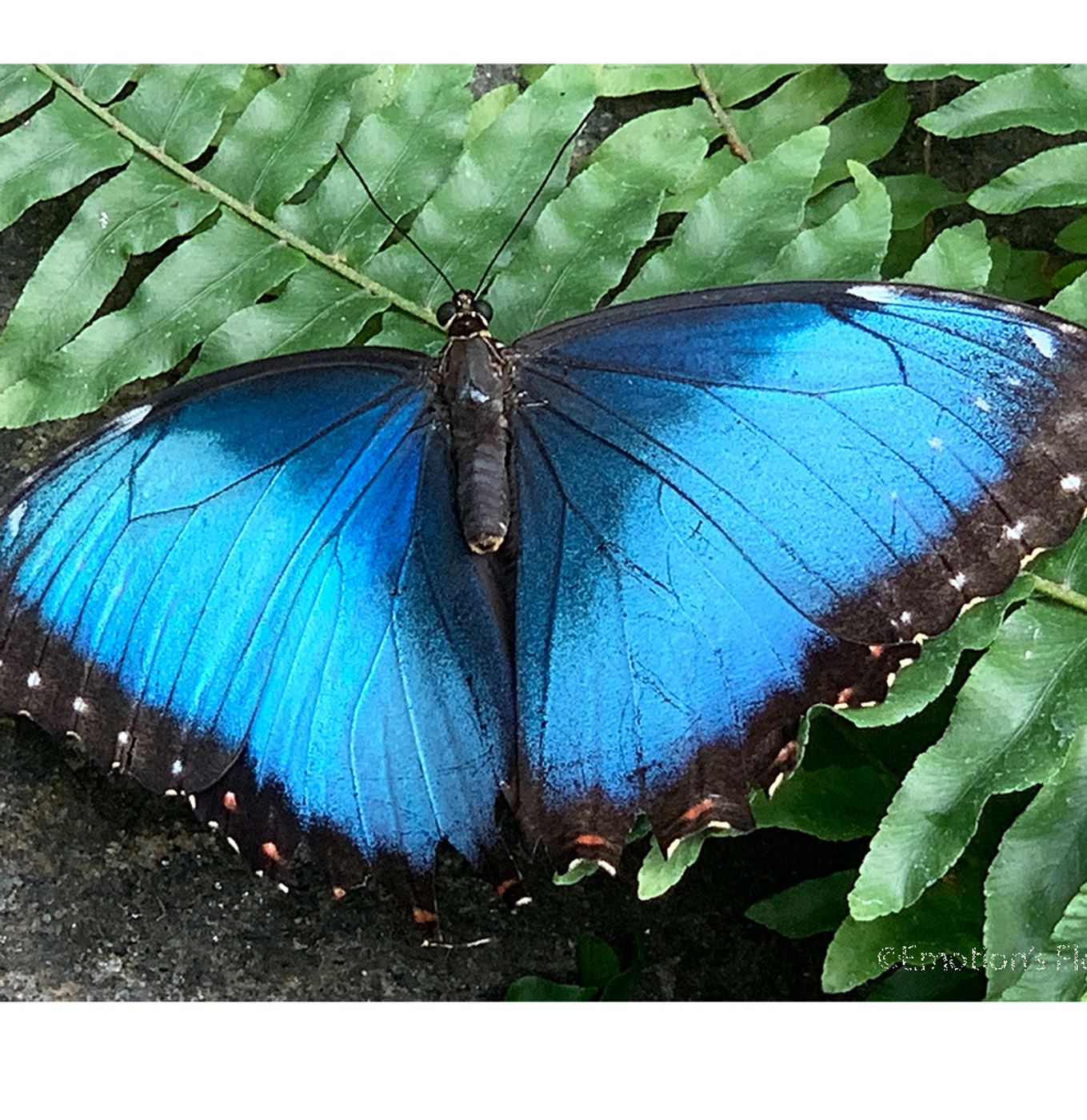 Blue morpho butterfly springs into action!