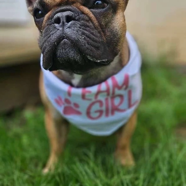 Customer photo featuring dog at event with Gem’s Wedding Supplies decorations