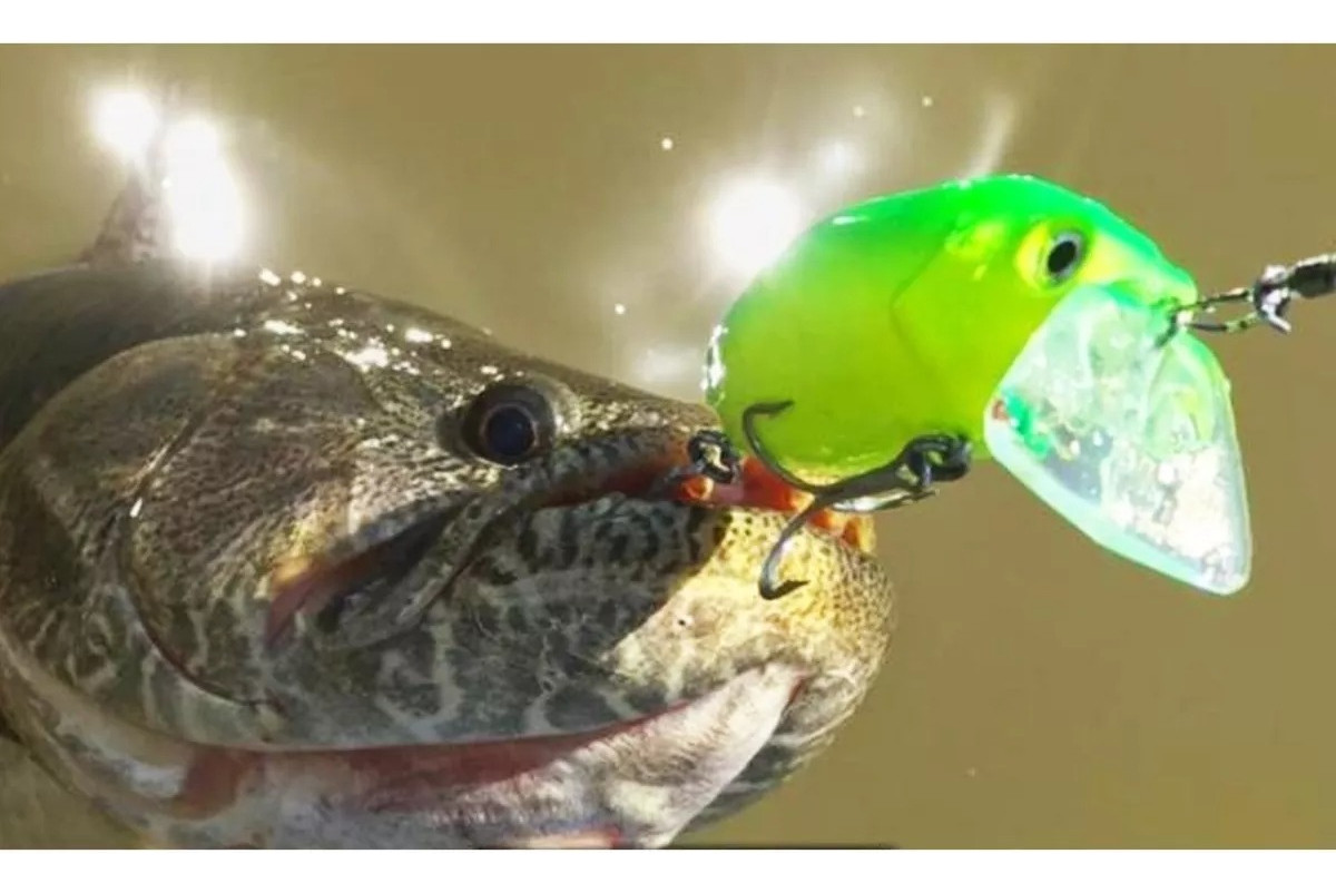 Ima Roumba • The Fishing Equipment Store Creates The Perfect Fishing - Foto 7