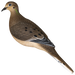 Avian X AVX-DOVE-6PK  Full Body Dove Multi-Color 6 Pack