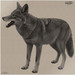 INFRARED-ID RCOYOTEL1   THERM COY TARGT
