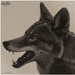 INFRARED-ID RCOYOTEHD1  THERM COY HEAD TARGT