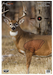 Birchwood Casey 35401 Pregame Deer Paper
