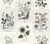 Botanical Prints Wallpaper Beige/Black