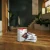 Miele HyClean Pure CO (Standard box) Vacuum Cleaner Bags | 4pk