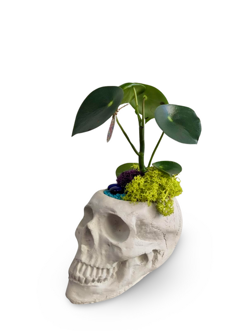 Skull Planter