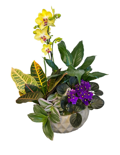 Mom's Orchid Planter 