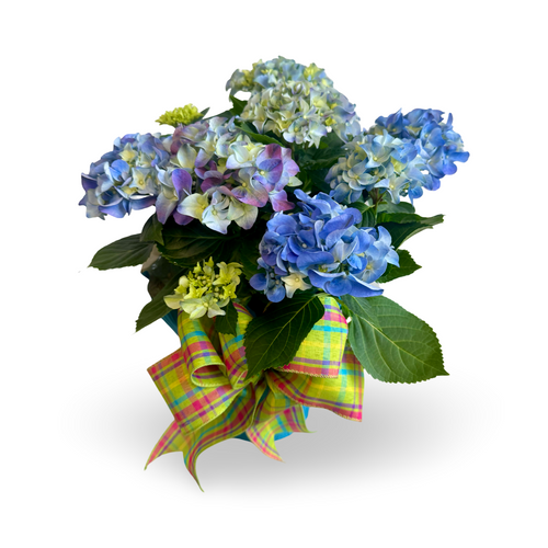 Potted 6" Hydrangea Plant
