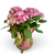 Potted 6" Hydrangea Plant