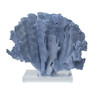 Blue Coral On Acrylic Base - 3 Sizes