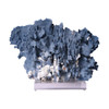 Blue Coral On Acrylic Base - 3 Sizes