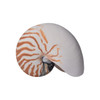 Nautilus Pompilius 5-7 Inch
