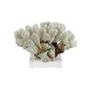 Brownstem Coral On Acrylic Base - 3 Sizes