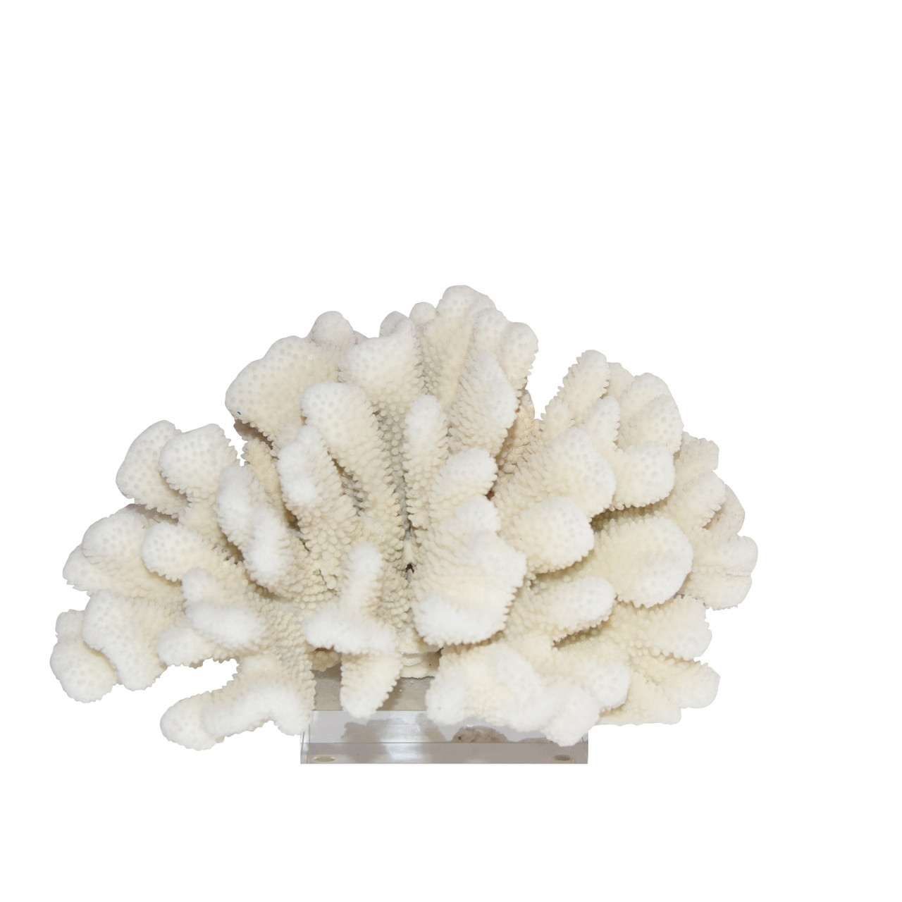 Cauliflower Coral 15"+ On Acrylic Base