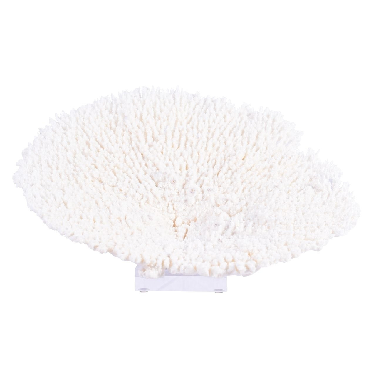 Table Coral Special On Acrylic Base - 3 Sizes