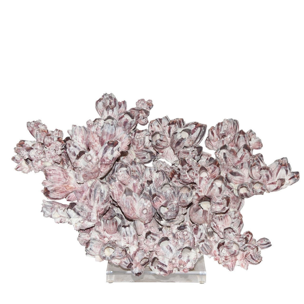 Wide Banacle Coral Creation On Acrylic Base