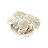 Black Cup Coral Creation On Acrylic Base Full Shape