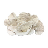 Black Cup Coral Creation On Acrylic Base Full Shape