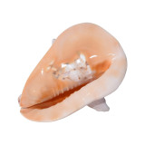 Horned Hemet - 2 Sizes