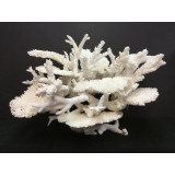 Table Reef Coral Creation On Acrylic Base