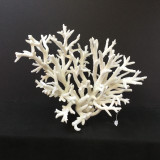 Staghorn Coral Creation Wide On Acrylic Base