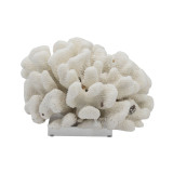 Cauliflower Coral On Acrylic Base - 3 Sizes