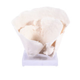 Cup Coral On Acrylic Base - 3 Sizes