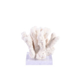 Cats Paw Coral On Acrylic Base - 3 Sizes