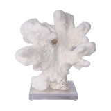 Cats Paw Coral On Acrylic Base - 3 Sizes